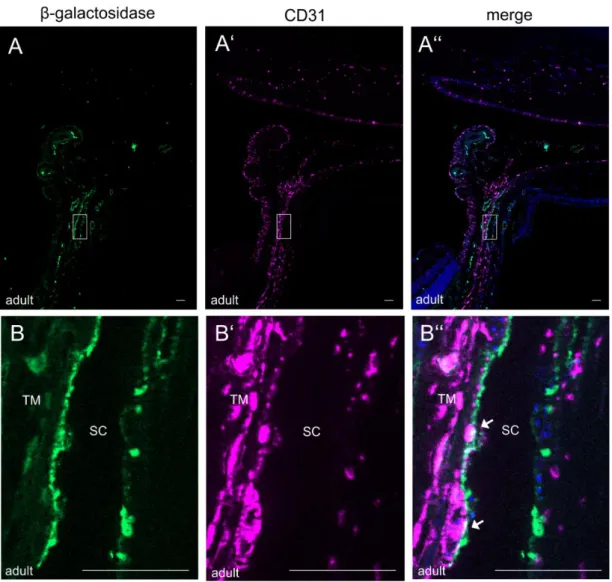 Figure 4-11:  CTGF  promotor  activity  in  the endothelial lining  of  SC.  (A) Immunohistochemical staining against β- β-galactosidase (purple) and CD31 (green) in the anterior chamber angle of adult CTGF LacZ+/-  mice