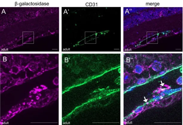 Figure  4-15:  CTGF  promotor  activity  in  the  adult  retinal  vasculature.  Immunohistochemical  staining  against  β- β-galactosidase (purple) and CD31 (green) of retinal sections of adult CTGF LacZ+/-  mice
