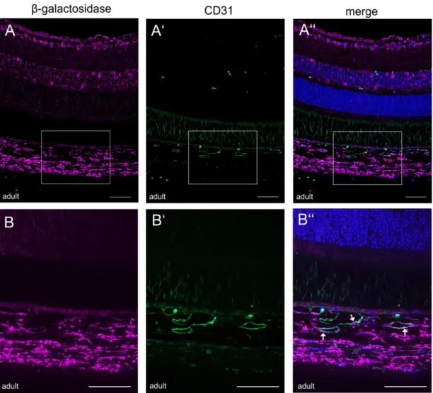 Figure  4-16:  CTGF  promotor  activity  in  the  choroidal  vasculature.  (A)  Immunohistochemical  staining  of  β- β-galactosidase (purple) and CD31 (green) in sagittal sections of adult CTGF LacZ+/-  mice