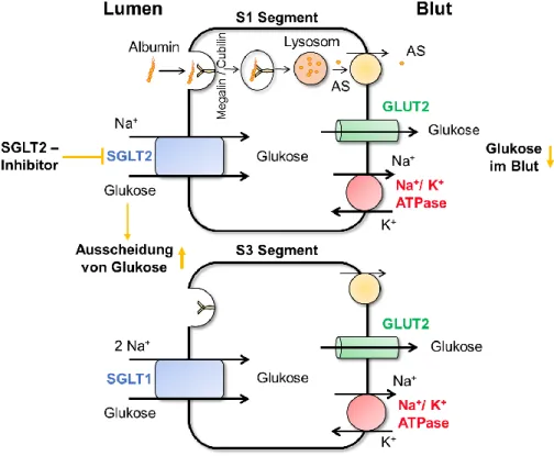 Abb. 1.2: Schematische Darstellung der Transportprozesse im proximalen Tubulus. Über Na + -gekoppelte  Symporter  (SGLT  1  &amp;  2)  gelangt  Glukose  in  die  Zelle  und  diffundiert  über  den  Uniporter  GLUT2  ins  Blut
