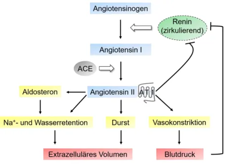 Abb. 1.5: Schematische Darstellung des klassischen Renin-Angiotensin-Systems. Angiotensinogen wird  mit Hilfe von Renin in ANG I umgesetzt und anschließend durch das ACE um zwei Aminosäuren verkürzt, so  dass ANG II entsteht