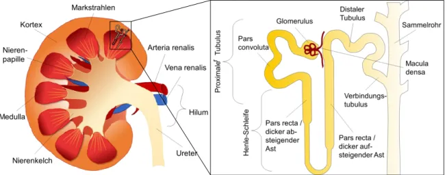 Abb.  1.1:  Schematische  Darstellung  der  Anatomie  einer  Niere  im  Querschnitt  (Ansicht  von ventral)  und  der Aufbau eines Nephrons