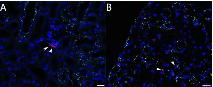 Figure 9: Co-localization of Cox-1 (green) and Cox-2 (red) mRNA; in the kidney cortex (A) Cox-1 expression was  detected in distinct tubular compartments, intraglomerular and to a lesser degree in interstitial cells