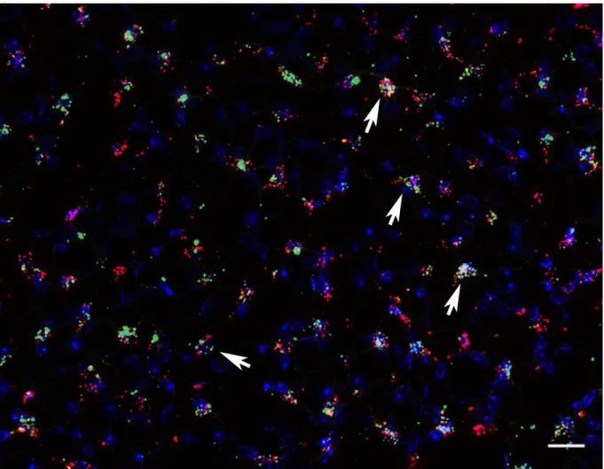 Figure 14: Recruitment of additional Cox-2 expressing cells (green) in the inner medulla after high salt diet was  observed only in cells also positive for PDGFR-β (red) examples are marked with arrows, but not in tubular cells or  other kidney structures;