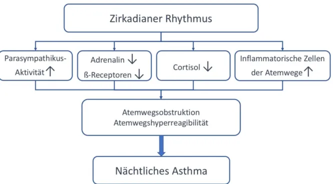 Abbildung  1.  Pathophysiologische  Überlegungen  zur  Beeinflussung  von  nächtlichen  Asthmasymptomen durch den zirkadianen Rhythmus