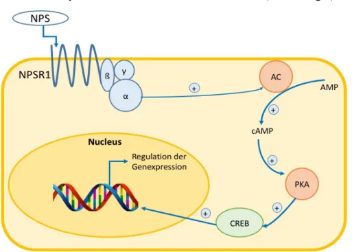 Abbildung  6.  Beispielhafte  Darstellung  der  intrazellulären  Kaskade,  die  durch  die  Aktivierung  des  NPS/NPSR1-System  angestoßen  wird