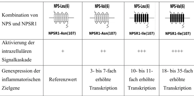 Tabelle  3.  Überblick  über  die  Interaktion  zwischen  NPS  und  NPSR1  und  die  Beeinflussung der molekularbiologischen Folgen