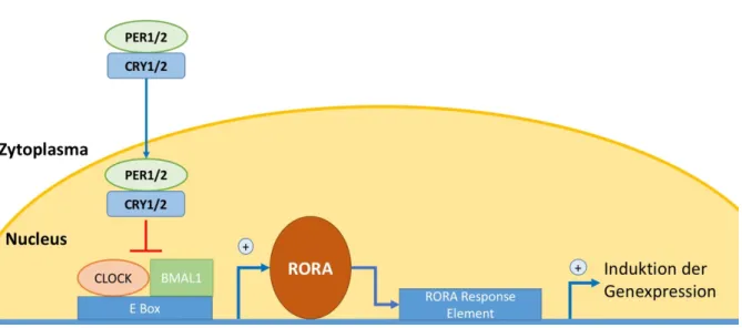 Abbildung  9.  Beteiligung  von  RORA  am  zirkadianen  Rhythmus.  RORA  stellt  ein  essenzielles  Bindeglied  zwischen  Genen  des  zirkadianen  Rhythmus  und  der  Downstream  Genexpression dar