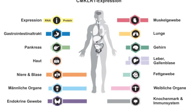 Abbildung 4: Übersicht der CMKLR1-Expression des Human Protein Atlas auf mRNA- und Proteinebene