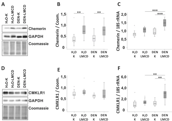 Abbildung 12: Hepatische Expression von Chemerin und CMKLR1 der C3H/HeNRj-Mäuse nach H 2 O/DEN- O/DEN-Injektion und 16-wöchiger Fütterung der LMCD/K-Diät