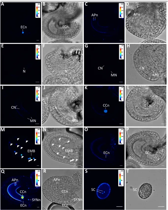 Figure  2-15  Verification  of  cell  type-specific  expression  by  promoter:reporter  studies  in  Arabidopsis ovules.