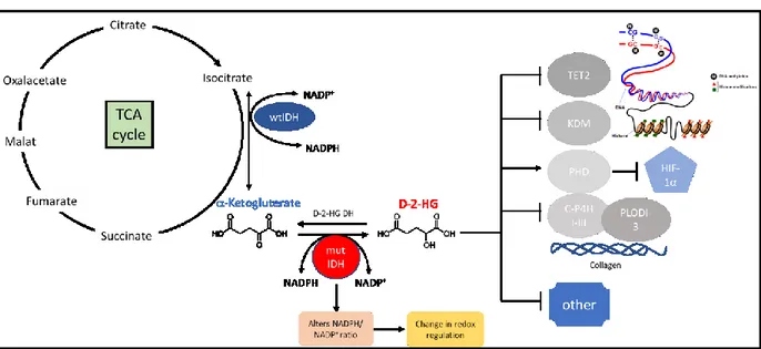 Figure 1.1: Production and effects of 2-HG on -ketoglutarate dependent dioxygenases  