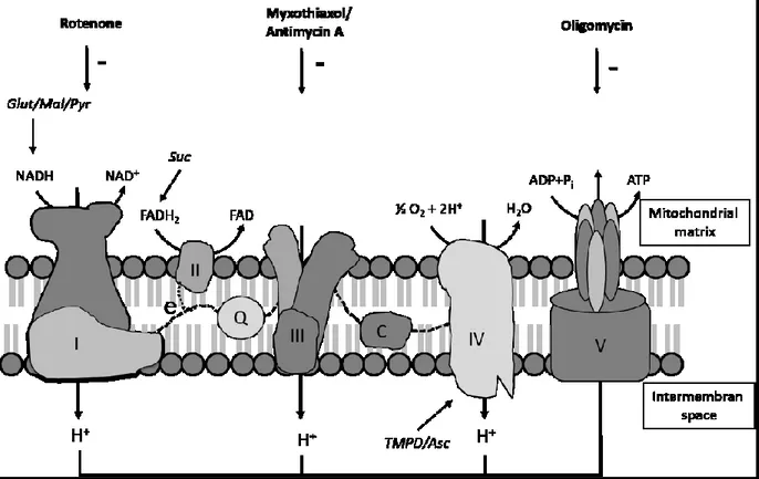 Figure 1.3: Complexes of electron transport chain in the inner mitochondrial membrane 