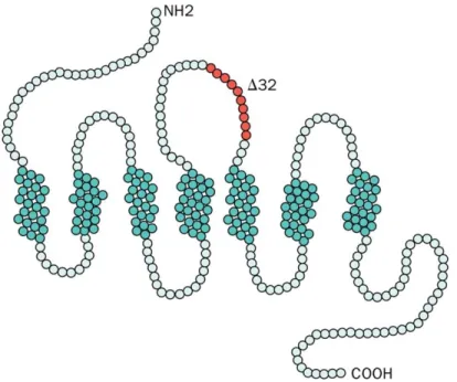Figure  2:  Schematic  picture  of  the  CCR5  co-receptor.  The  amino  acids  affected  by  the  ∆32  mutation  are  high- high-lighted in red in the second extracellular loop of the 7-transmembrane-domain-receptor