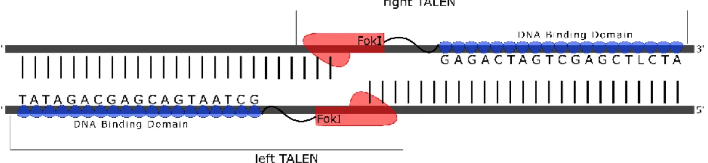 Figure 4: Structure of TALEN. Left and right arm bind to their specific target sequences