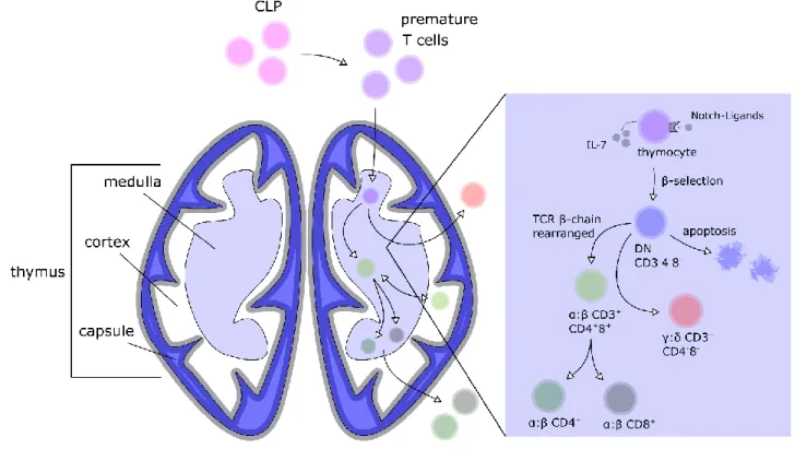 Figure 5: Schematic view of the differentiation process of T cells in-vivo. Common lymphoid progenitor (CLP) cells  differentiate into premature T cells
