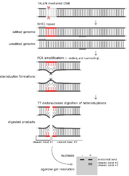 Figure 8: Scheme of T7 Endonuclease 1 assay. The DSBs which are induced by TALEN are repaired via NHEJ