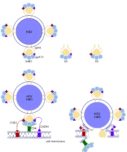Figure 1: HIV Strains and HIV entry. Three HIV tropisms are shown: the X4R5- mixed tropic virus, the X4-tropic  and the R5-tropic virus