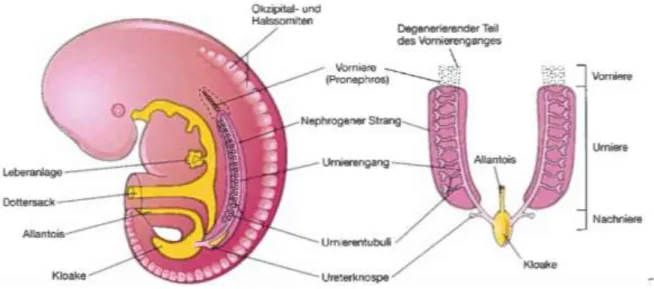 Abbildung 1 Embryologie der Niere (3) 