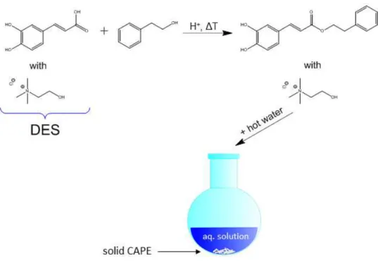 Fig. 1.3.6-3: Acid-catalyzed esterification of caffeic acid with phenethyl alcohol and subsequent collection of  CAPE by the addition of water