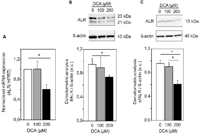 Fig. 1. Bile acids inhibit the expression of ALR. HepG2 cells were treated with 100 or 200 µM DCA for  24  hours,  followed  by  analyzing  mRNA  expression  of  ALR  by  qRT-PCR  (A),  and  lfALR  protein  expression  by  western  blot  (B)