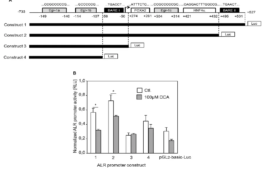 Fig. 2. Bile  acids reduce  the activity of ALR  promoter. (A) Schematic structure of the human ALR gene showing the  location  of three  potential  Egr-1 response  elements (Egr-1-a,b,c-RE), two bile acid response elements (BARE), a potential HNF4 respon