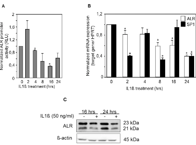 Fig. 1. Effect of IL1 on ALR promoter activity and expression. (A) HepG2 cells were transfected with  ALR  promoter  construct  (-733  to  +527  bp),  starved  for  24 hours  and  then  treated  with  50 ng/ml  IL1 
