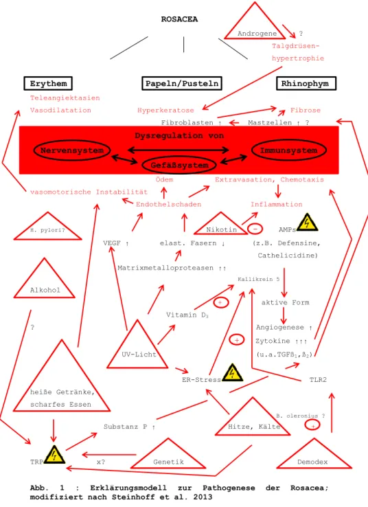 Abb.  1  :  Erklärungsmodell  zur  Pathogenese  der  Rosacea; 
