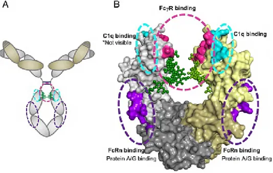 Figure 3.1.2 Structure of IgG antibodies with its Fc interaction sites. 