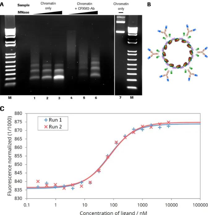 Figure 4.2.1: MNase digestion of antibody-chromatin complexes and antibody-complexation with  plasmid-chromatin