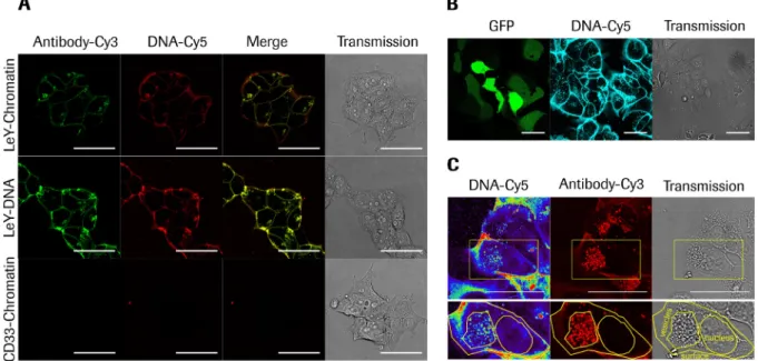 Figure  4.2.4: Confocal microscopic analysis of antibody mediated plasmid DNA or chromatin  delivery and intracellular routing