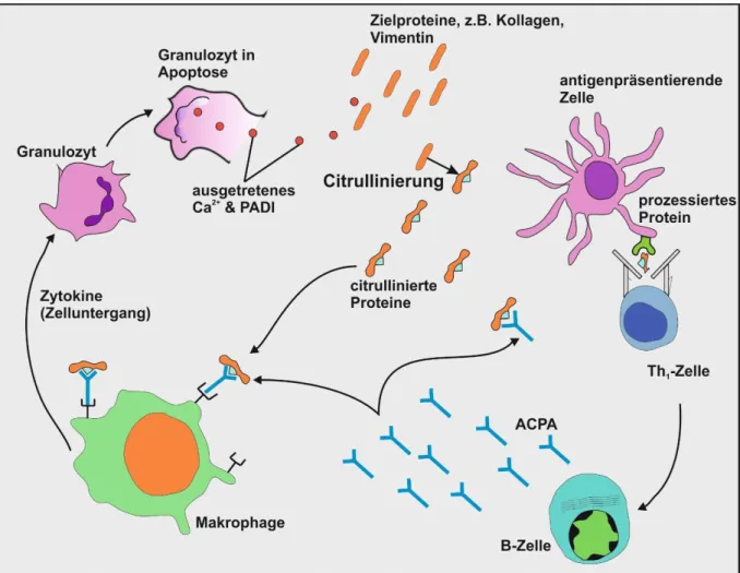 Abbildung  1:  Entstehung  von  citrullinierten  Autoantikörpern.  Nach  Zelluntergang  von  Granulozyten  in  entzündetem  Gewebe  (oder  anderen  Geweben  wie  Lunge,  Haut,  Gingiva)  treten  durch  Ca 2+   aktivierte   PADI-Enzyme (Peptidyl-Arginin-Dei