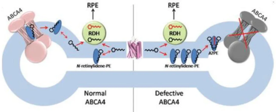 Figure 2: Proposed biological role of ABCA4  