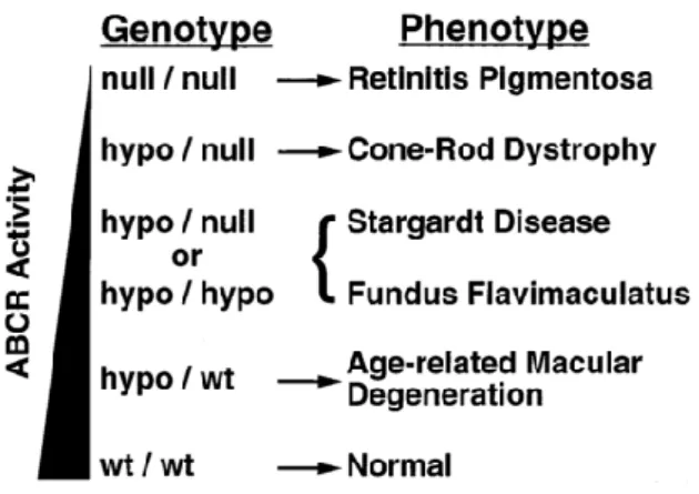 Figure 3: Progressive phenotypes resulting from ABCA4 mutations 