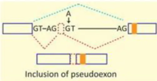Figure  9:  Mutations  in  intron  (indicated  by  arrow)  may  also  lead  to  inclusion  of  intronic  sequence  creating  a  pseudoexon