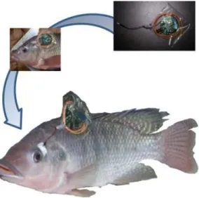 Figure  17.  Picture  of  Nile  tilapia  (O.  niloticus)  with  wireless  monitoring  system