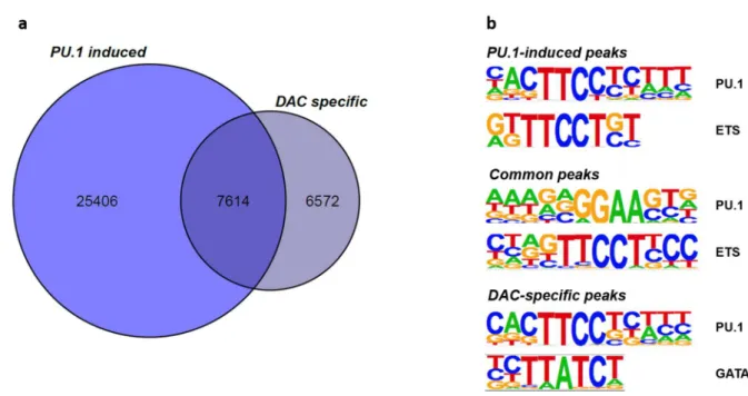 Figure 5-11 - Differential ATACseq peak distribution and motif signature of DAC-treated CTV-1 cells 