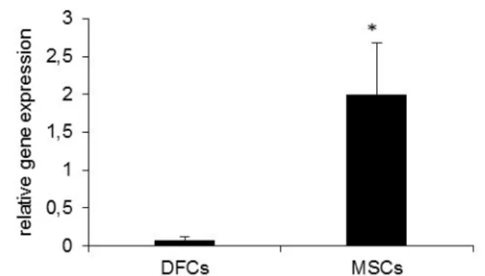 Abbildung 1: RANK konnte auf MSCs im Gegensatz zu DFCs  nachgewiesen werden.