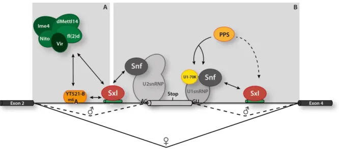 Figure  1.3:  Alternative  splicing  of  Sxl  pre-mRNA  is  regulated  by  the  Sxl  protein