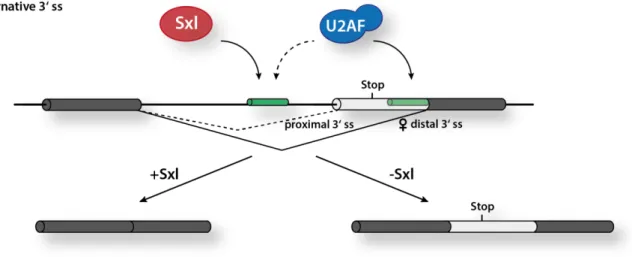 Figure  1. 4:  Sxl  regulates  the  alternative  3’ ss  usage  in  the  tra  pre-mRNA