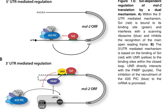 Figure  1.6:  Sxl-dependent  regulation  of  msl-2  translation  by  a  dual  mechanism
