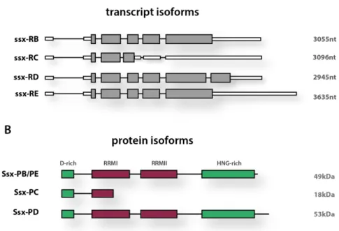 Figure  2.2:  Annotated  transcript  and  protein  isoforms  of  Ssx.  A)  Schematic  representation  the  four  ssx  transcript isoforms (RB, RC, RD, RE)