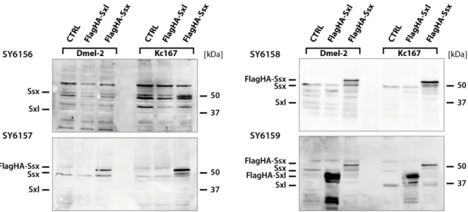 Figure  2.5:  Testing  raised  anti-Ssx  antibodies  SY6156,  SY6157,  SY6158  and  SY6159  by  Western  blot  analysis