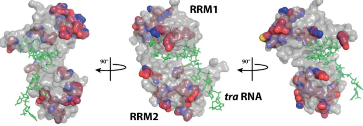 Figure  2.10:  The  RNA  binding  surface  of  Sxl  is  largely  conserved  in  Ssx.  270°  rotation  of  a  Sxl  structure  bound to a fragment of tra-mRNA (shown in green) (based on the structure from Handa et al