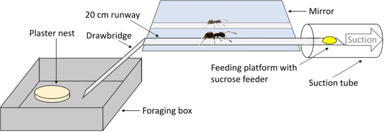 Figure  2-1.  Experimental  setup.  The  ants  entered  the  plastic  runway  via  a  moveable  drawbridge