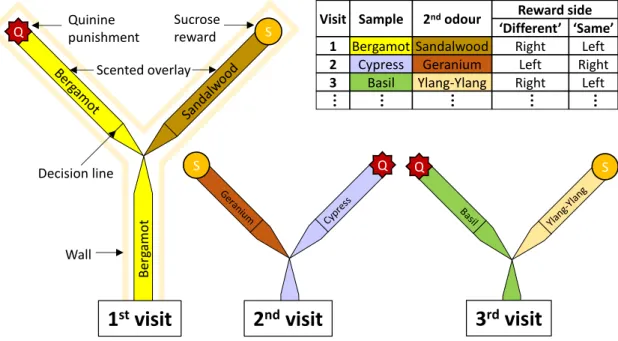 Figure 4-1. Setup used for the ‘different’ and ‘same’ treatment. The Y-maze shown on the left depicts the  first visit of the ‘different’ treatment (see table on the top right for details)