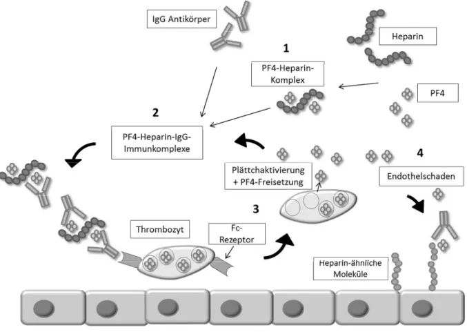 Abbildung 1: Pathogenese der HIT 