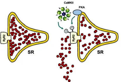 Abbildung 1.5: Modulation des kardialen Ryanodinrezeptors RyR2 durch Phosphorylierung und  das daraus resultierende SR Ca 2+ -Leck, modifiziert nach Maier und Bers 2007, S