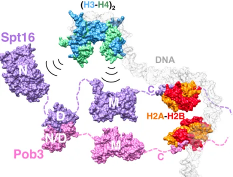 Figure 1.5 C-Terminal peptides of Spt16 and Pob3 are required for H2A-H2B binding and nucleosome reorga- reorga-nization.