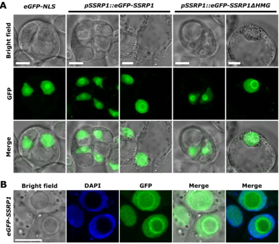 Figure 2.5 Full length and truncated SSRP1 showed the same nuclear localization in living cells.